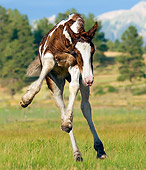 HOR 01 MB0039 01
Gypsy Vanner Foal Romping In Pasture