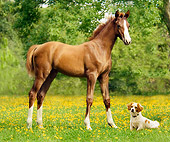 HOR 01 MB0040 01
Chestnut Oldenburg Filly Standing In Pasture By Dog And Trees