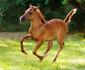 HOR 01 MB0041 01
Arabian Horse Filly Cantering In Pasture By Trees