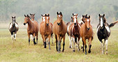 HOR 01 MB0047 01
Herd Of American Paint Horse Mares Walking Toward Camera In Field