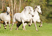 HOR 01 MB0048 01
Three Gray Percheron Draft Horses Galloping In Field By Trees