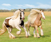 HOR 01 MB0049 01
Two Gypsy Vanner Horses Cantering In Field Blue Sky