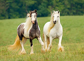 HOR 01 MB0050 01
Two Gypsy Vanner Horses Trotting In Field
