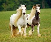 HOR 01 MB0050 02
Two Gypsy Vanner Horses Trotting In Field