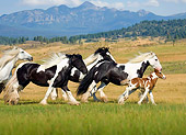 HOR 01 MB0051 01
Herd Of Gypsy Vanner Horses Galloping In Field By Mountains