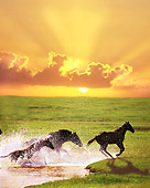 HOR 01 MB0052 01
Thoroughbred Mare And Foals Galloping Through Pond By Green Field At Sunset