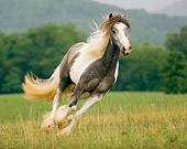 HOR 01 MB0056 01
Gypsy Vanner Filly Cantering In Field By Trees