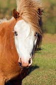 HOR 01 MB0057 01
Head Shot Of Miniature Horse Stallion Standing In Field