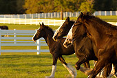 HOR 01 MB0058 01
Herd Of Shire Draft Horses Cantering In Corral