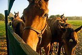 HOR 01 MB0059 01
Thoroughbred Horses Standing Along Fence