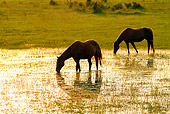 HOR 01 MB0060 01
Silhouette Of Two Horses Drinking From Pond By Field