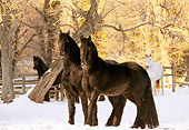 HOR 01 MB0061 01
Friesian Horses Standing On Snow By Trees