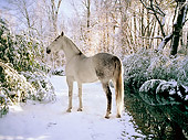 HOR 01 MB0062 01
Gray Andalusian Mare Standing On Snow By Stream Trees