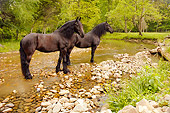 HOR 01 MB0064 01
Two Friesian Mares Standing In Stream By Trees
