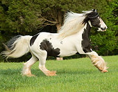 HOR 01 MB0070 01
Gypsy Vanner Horse Stallion Cantering In Pasture