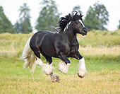 HOR 01 MB0071 01
Gypsy Vanner Horse Stallion Cantering In Pasture