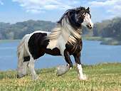 HOR 01 MB0072 01
Gypsy Vanner Horse Stallion Trotting In Pasture By Lake