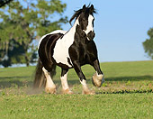 HOR 01 MB0073 01
Gypsy Vanner Horse Mare Trotting In Pasture