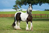 HOR 01 MB0074 01
Gypsy Vanner Horse Mare Trotting In Pasture