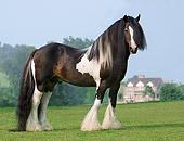 HOR 01 MB0075 01
Gypsy Vanner Horse Stallion Standing In Pasture