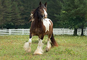HOR 01 MB0077 01
Gypsy Vanner Horse Mare Trotting In Pasture