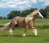 HOR 01 MB0078 01
Gypsy Vanner Horse Stallion Trotting In Pasture