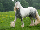 HOR 01 MB0079 01
Gypsy Vanner Horse Stallion Trotting In Pasture