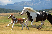HOR 01 MB0087 01
Gypsy Vanner Horse Mare And Foal Galloping In Pasture