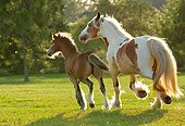 HOR 01 MB0088 01
Gypsy Vanner Horse Mare And Foal Trotting In Pasture