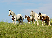 HOR 01 MB0092 01
Herd Of Gypsy Vanner Horse Mares And Foals Standing In Pasture