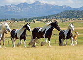 HOR 01 MB0093 01
Herd Of Gypsy Vanner Horse Mares And Foals Trotting In Pasture