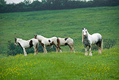 HOR 01 MB0094 01
Herd Of Gypsy Vanner Horses Stallion And Fillies In Pasture