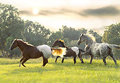 HOR 01 MB0103 01
Appaloosa Family Cantering In Pasture