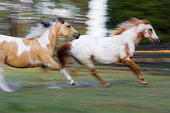 HOR 01 MB0104 01
Paint And Appaloosa Mares Cantering In Pasture