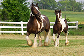 HOR 01 MB0108 01
Gypsy Vanner Horse Mare And Foal Trotting In Pasture