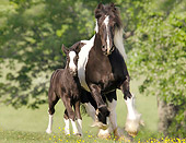 HOR 01 MB0109 01
Gypsy Vanner Horse Mare And Foal Cantering In Pasture