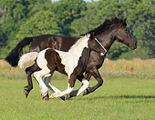 HOR 01 MB0110 01
Gypsy Vanner Horse Mare And Foal Cantering In Pasture
