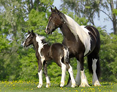 HOR 01 MB0111 01
Gypsy Vanner Horse Mare And Foal Standing In Pasture