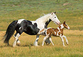 HOR 01 MB0113 01
Gypsy Vanner Horse Mare And Foal Running In Pasture