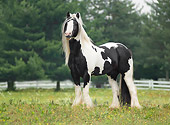 HOR 01 MB0117 01
Gypsy Vanner Stallion Standing In Pasture