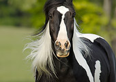 HOR 01 MB0119 01
Close-Up Of Gypsy Vanner Stallion Running In Pasture