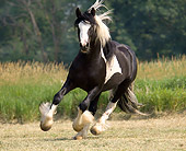 HOR 01 MB0121 01
Gypsy Vanner Stallion Cantering In Pasture