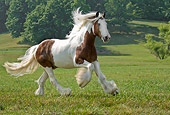 HOR 01 MB0124 01
Gypsy Vanner Horse Cantering In Pasture