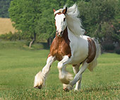 HOR 01 MB0127 01
Gypsy Vanner Horse Cantering In Pasture