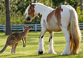 HOR 01 MB0128 01
Gypsy Vanner Horse And Kangaroo Standing In Pasture