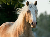 HOR 01 MB0129 01
Close-Up Of Gypsy Vanner Stallion Standing In Pasture
