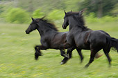 HOR 01 MB0131 01
Two Friesian Mares Cantering In Pasture