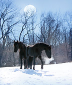 HOR 01 MB0132 01
Two Friesian Horses Walking In Snow By Trees And Full Moon