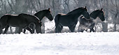 HOR 01 MB0133 01
Herd Of Friesian Horses Walking In Snow By Trees