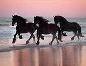 HOR 01 MB0134 01
Three Friesian Horses Cantering In Surf On Beach At Dusk